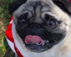 [VIDEO] All I Want for Christmas… Are These Fun-Lovin’ Pugs!