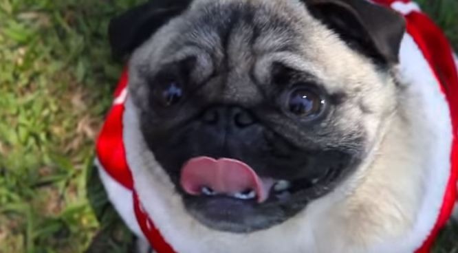 Christmas pug