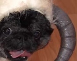 [VIDEO] Get Ready for “Star Wars: The Force Awakens” by Checking Out Chubbs the Pug’s Wampug Costume!