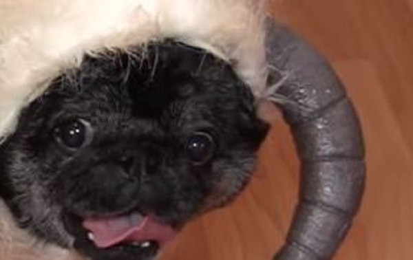 Chubbs the Pug