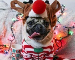 Even Though Christmas is Over, Doug The Pug’s Christmas Spirit Continues to Inspire Us All…