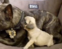 [VIDEO] Watch This Tiny Pug Puppy “Attack” a French Bulldog – Hilarious!