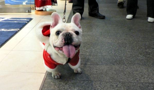 French Bulldog named Ruby