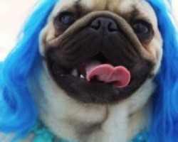 TGIF Pug Style — LOL, You Gotta Love This!