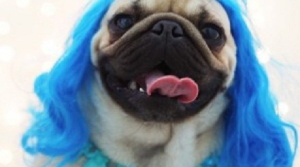 Homer the pug