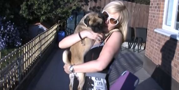 Loca the pug