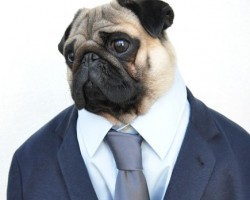 Nutello the Pug Became an Internet Sensation! Find Out the Amazing Reason Why…