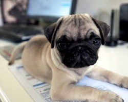 Want To Bring Fido to Work? Here Are 7 Awesome Tips to Make it Happen!