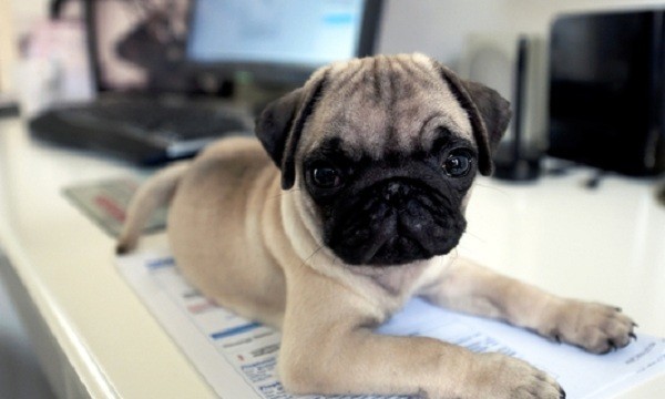 Pug at work