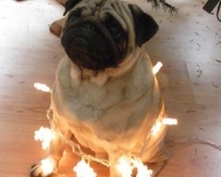 11 Dogs Who Are Lighting Up Our Christmas Trees!