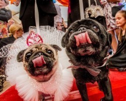 Two Pugs Love Each Other and Get… Married?! This Story is Adorable!