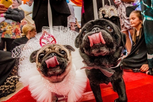 pugs getting married