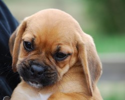 So What Exactly is a Puggle? Learn About This Mixed Breed and Whether it’s a Good Fit For You!