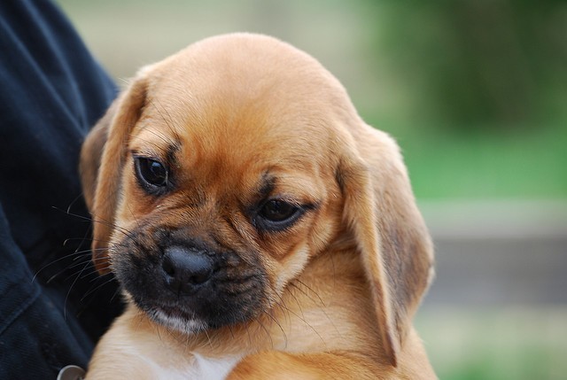 Puggle puppy