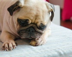 New Pug Owners: You’ll Love These Important Tips on How to Keep Your Pug Healthy!
