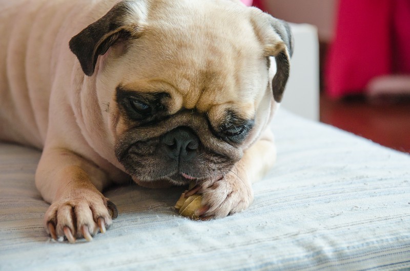 pug puppy up close