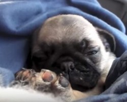 [VIDEO] Awww… Rupert the Pug Puppy is the Cutest Puppy Ever, Especially at 04:30!