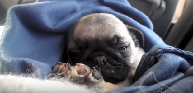 Rupert the pug puppy