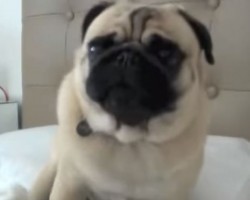 (Video) Listen to This Pug Make Some Hilarious Noises – Priceless!