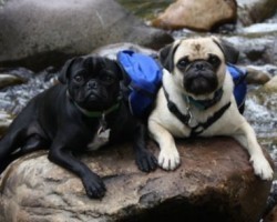 The Loss of a Pet: A Beautiful Tribute to a Pug Named Bruce
