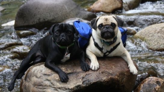 Pugs Bruce and Willy