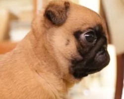 [VIDEO] Pug Puppy is Fascinated With a Rain Coat – So Cute!
