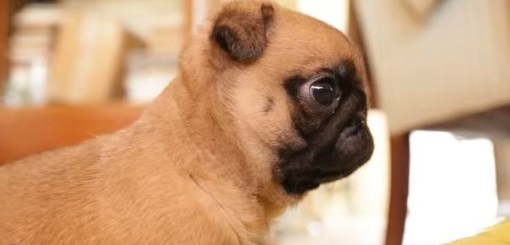 baby pug exploring