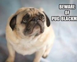 10 Dog Memes That Are SO Hilarious We Can’t Stop Laughing