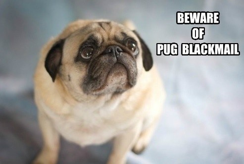 beware of pug blackmail