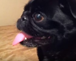 [VIDEO] You’ll Never Guess How This Pug Responds to an iPhone – Hilarious!