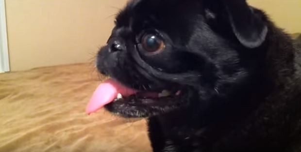 black pug