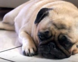 [VIDEO] Sophia the Pug Will Make You LOL – She Just Can’t Make Up Her Mind as to Whether She’s Hot or Cold!
