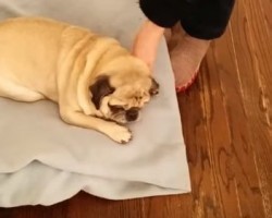 [VIDEO] Deaf Pug Shows His Owner That He Missed Her in the Most Unexpected Way