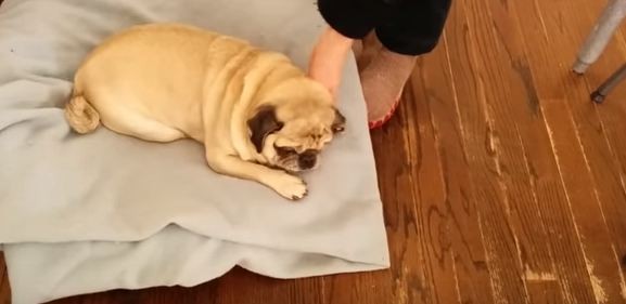 deaf pug