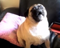 This Talking Pug is too Funny – You Won’t Believe What Word He Can Say!