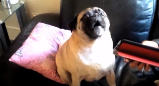 dog being vocal