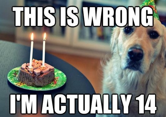 dog birthday meme