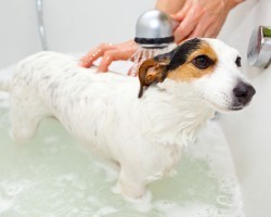 The Bath Time Mistakes You May be Making and How to Help Fido Actually Like Getting Clean!