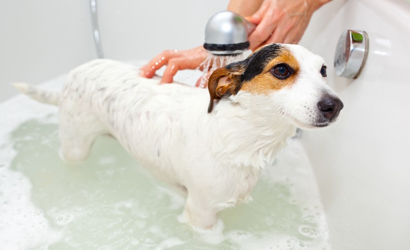 dog getting a bath