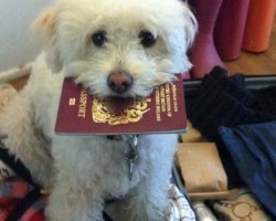 Look — Dogs Are Just Like Us! Who Would Have Thought?!