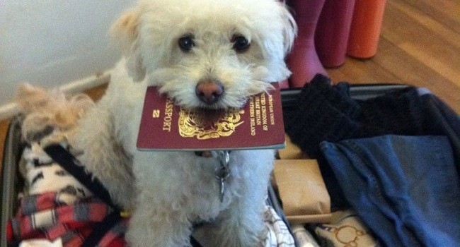 dog holding a passport