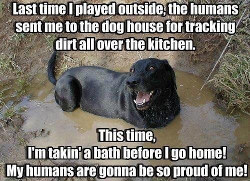 dog taking a mud bath meme