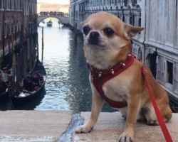 WOW! Is This the Most Traveled Dog?