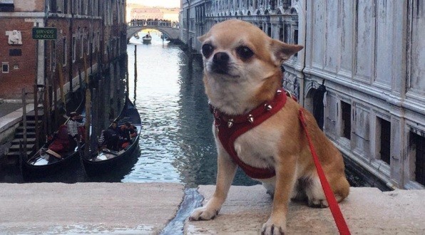 dog in Venice, Italy
