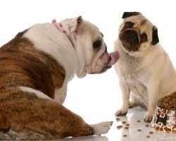Think Dogs Don’t Like Sharing Their Food? This Study’s Results Will Surprise You!