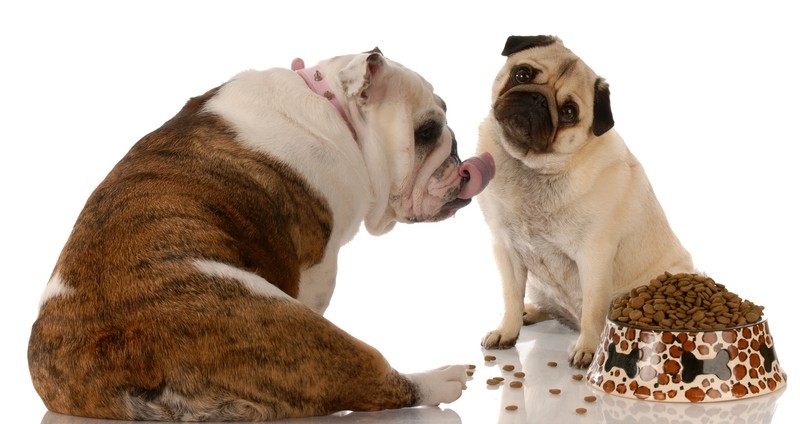 dogs sharing a meal