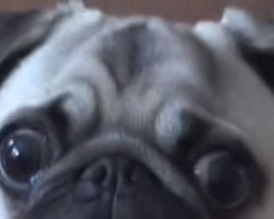 Meet the Drama King of Pugs – Hilarious!