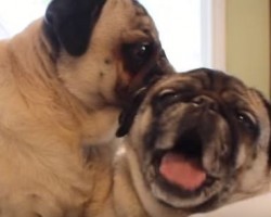 [VIDEO] Check Out Just How EASY Life is for a Pug – So Funny!
