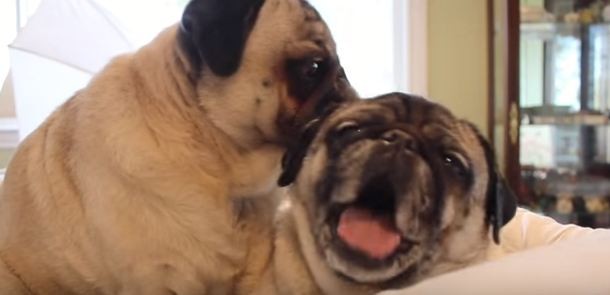 easy pug life