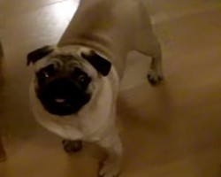 [VIDEO] This Pug’s Energy is Crazy… Look at Her Go!
